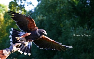 Home-Slides_falconry